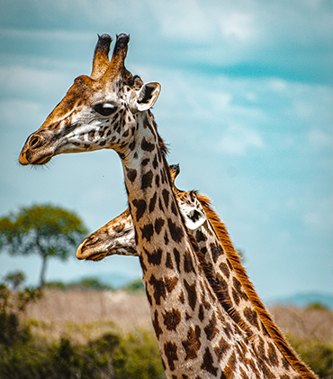 Mikumi National Park