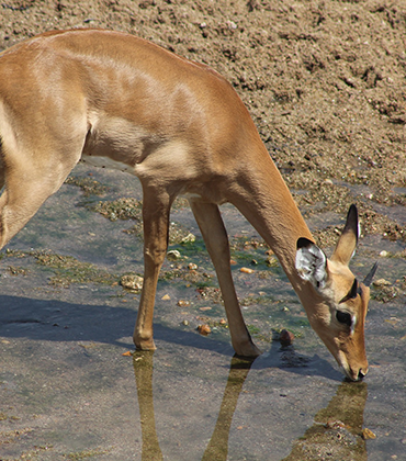 Ruaha National Park